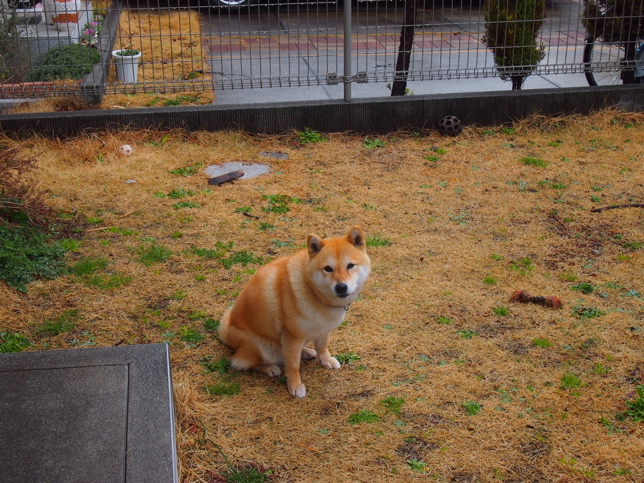 太阳力克尼克斯，全明星赛前哨战中杜兰特三分雨不断，杜兰特太阳集锦