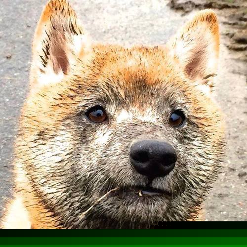 校园体育文化建设对学生健康促进研究,校园体育文化建设方案