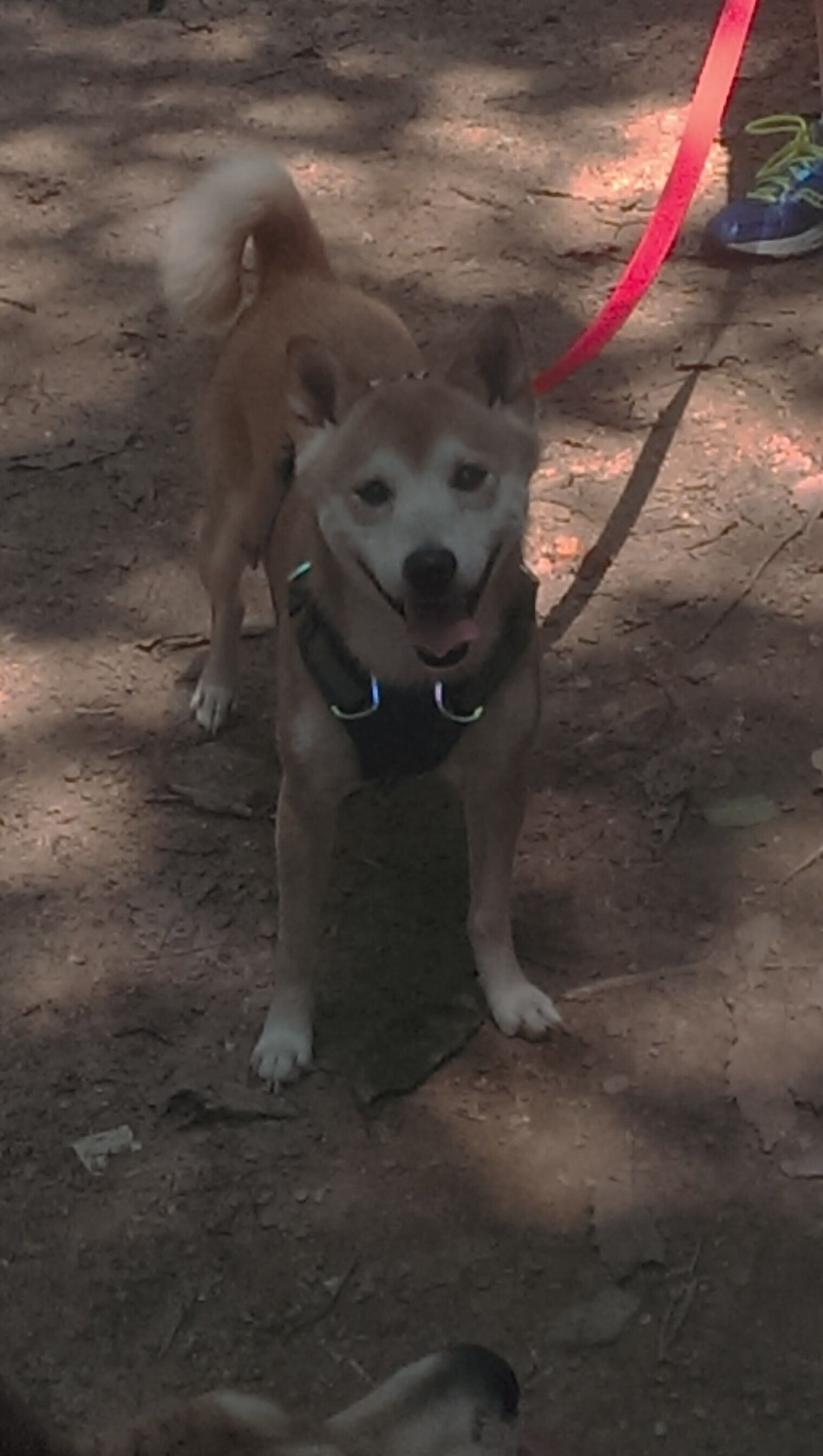 切尔西2-0狼队，状态回暖，切尔西vs狼