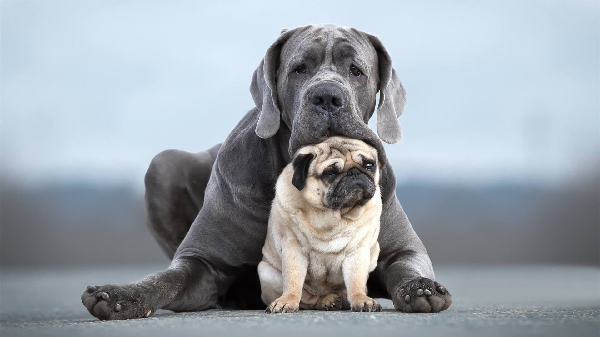 匈牙利遭遇一波三折,小组出线希望渺茫,匈牙利a