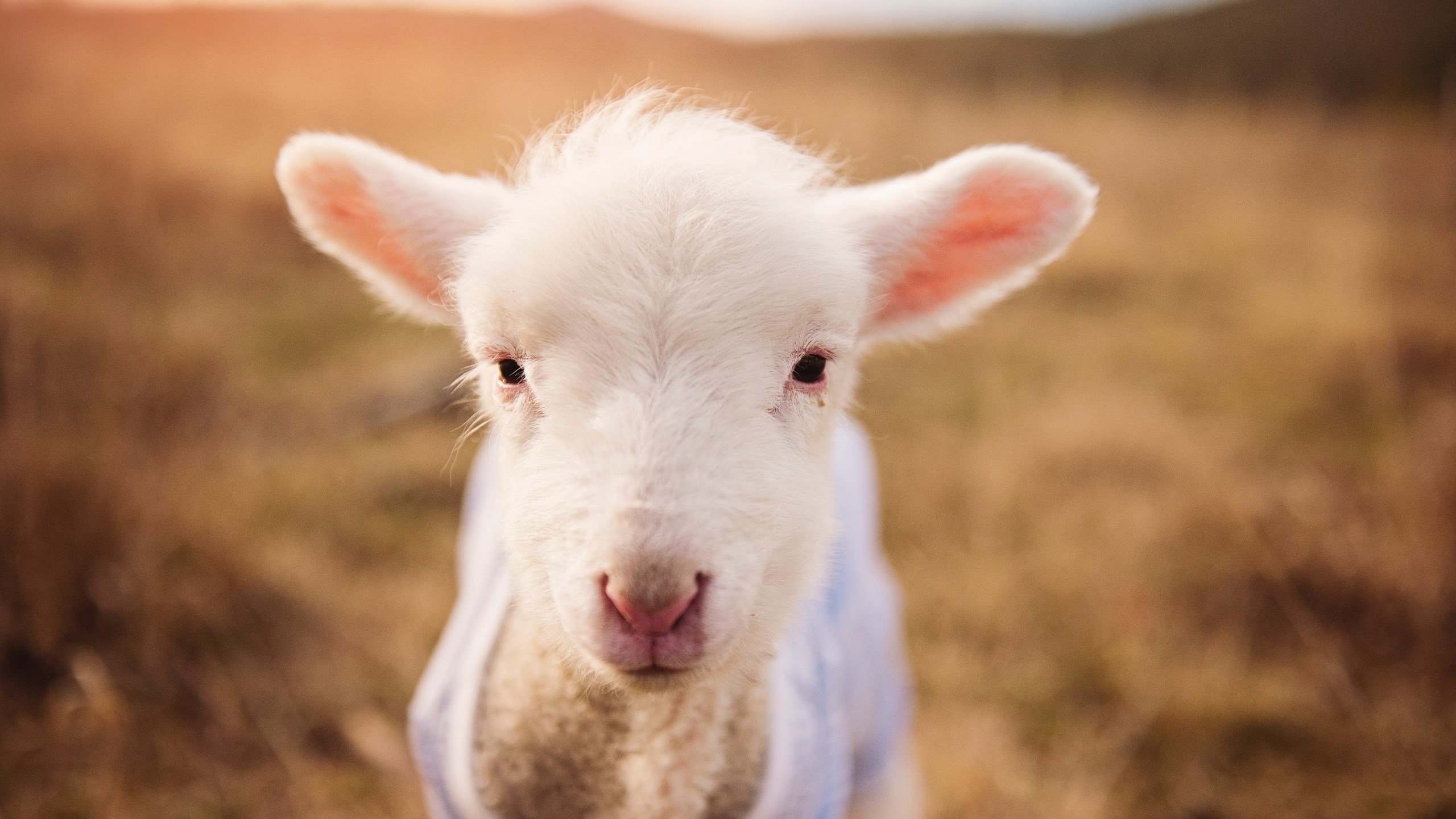 爱游戏官方-澳大利亚袋鼠队的快速传球展现出极高的战术执行力，袋鼠澳大利亚度百科