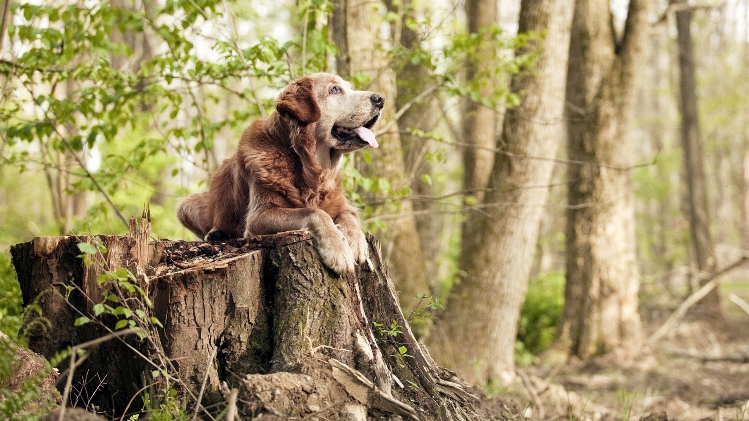 英超球队利用运动生理数据优化赛季恢复计划,英超球员数据统计