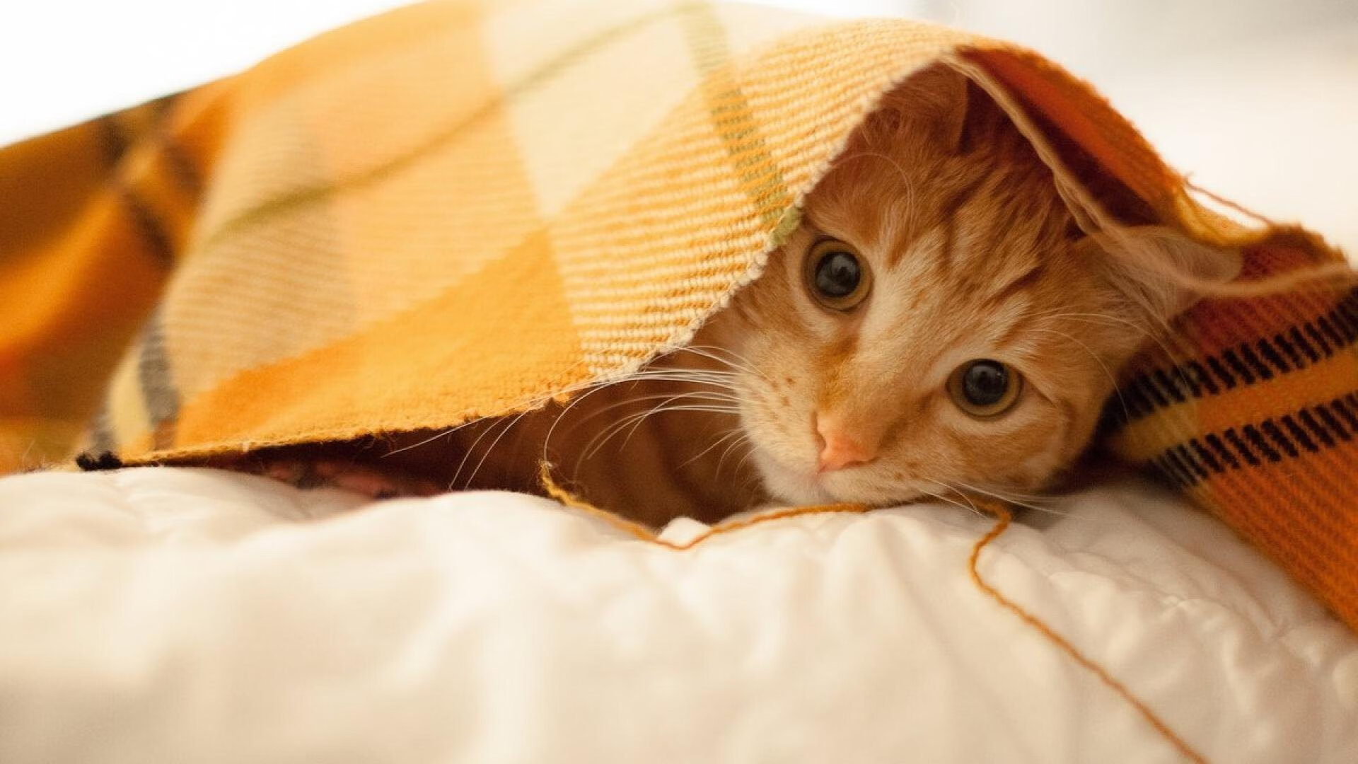 AYXSPORTSAPP-英超球队基于GPS数据制定个性化恢复方案，英超联赛特性及大数据精细汇总