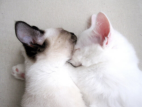 伯恩茅斯众志成城，客场大胜领跑者，伯恩茅斯转会消息