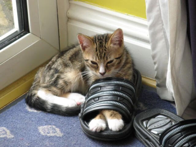 中国女篮注重防守纪律，中国女篮打球