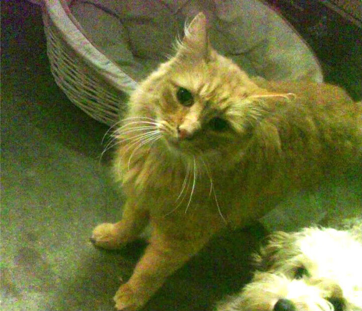 克罗地亚闷平俄罗斯,暂时领先积分榜,克罗地亚胜率