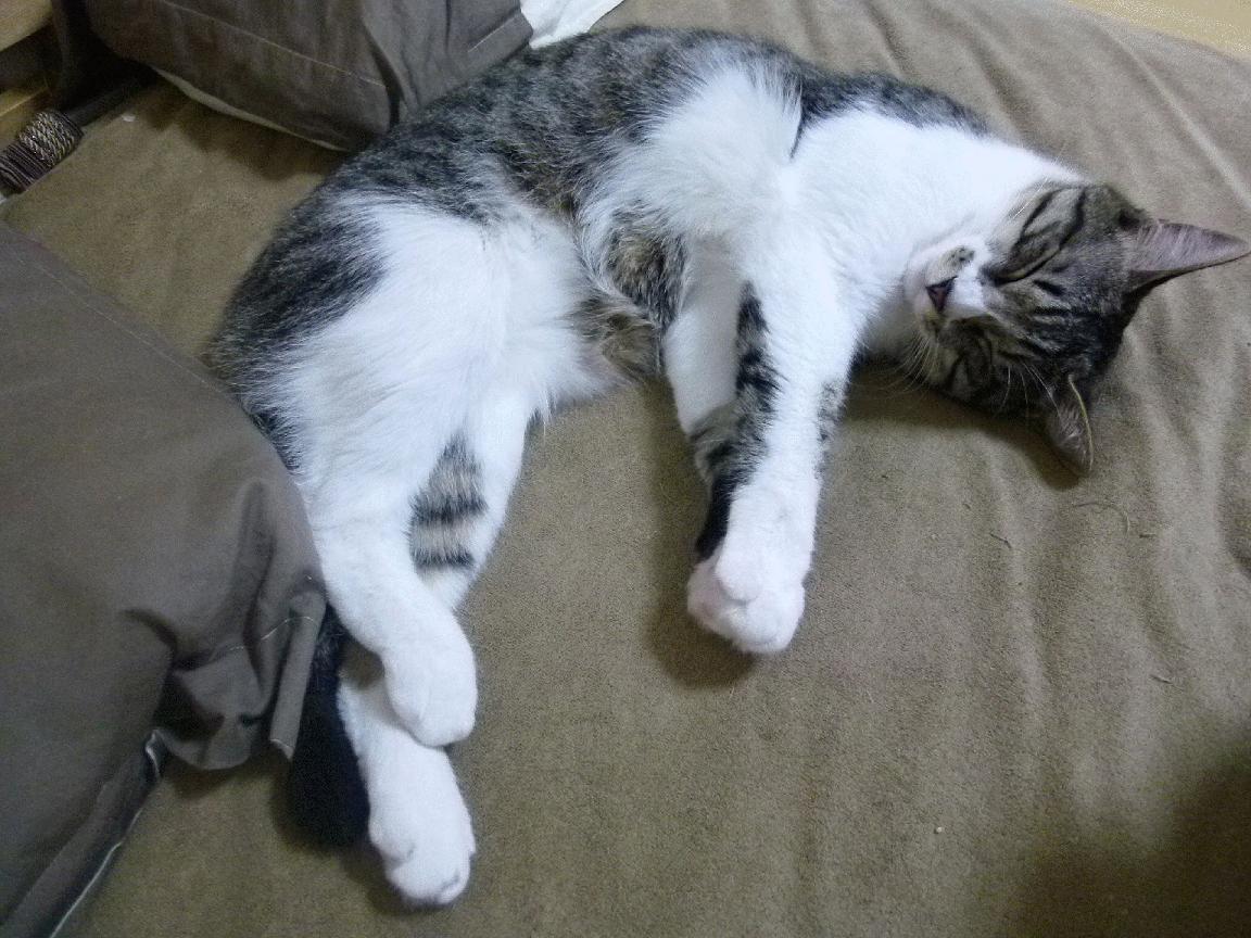 刚果国脚归队备战瑞士队,备受期待,刚果共和国足球