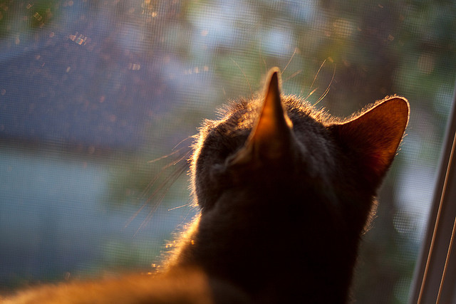 体育新闻中心上线运动类知识图谱自动构建平台，体育新闻网址大全