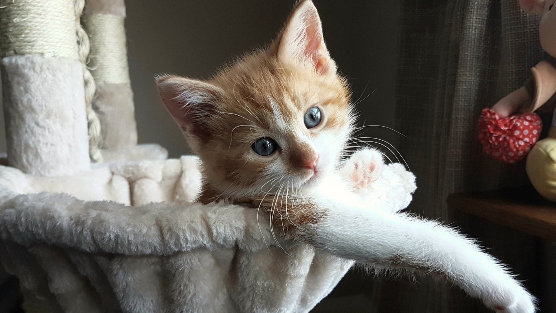 大连人年轻球员崭露头角，大连人球员名单