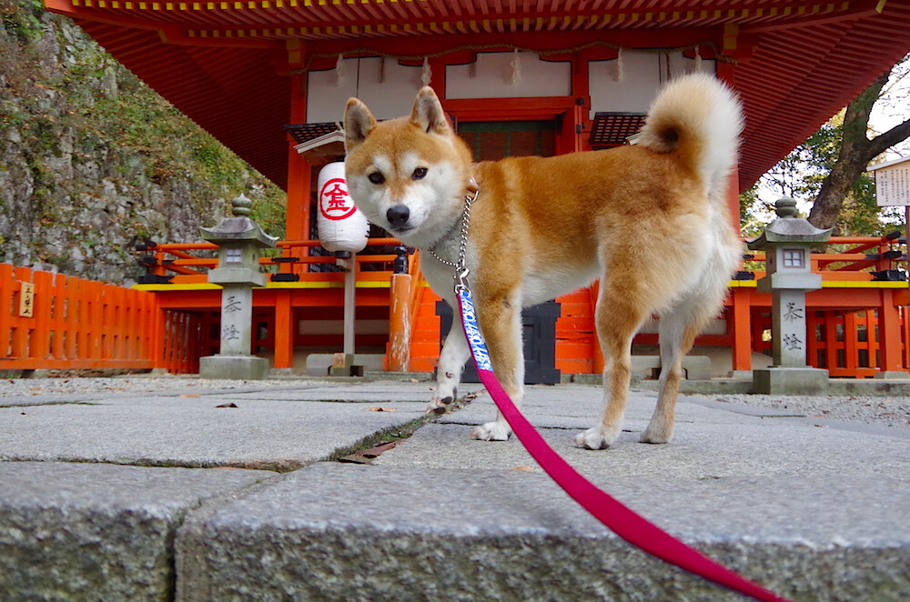 自由泳短距离赛场澳洲旗开得胜，自由泳 奥运