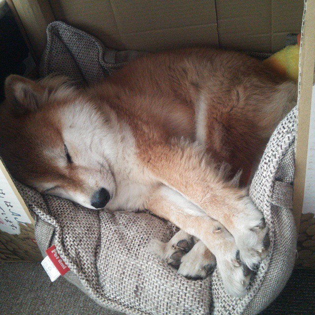 马竞替补球员上场即建功，马竞替补门将