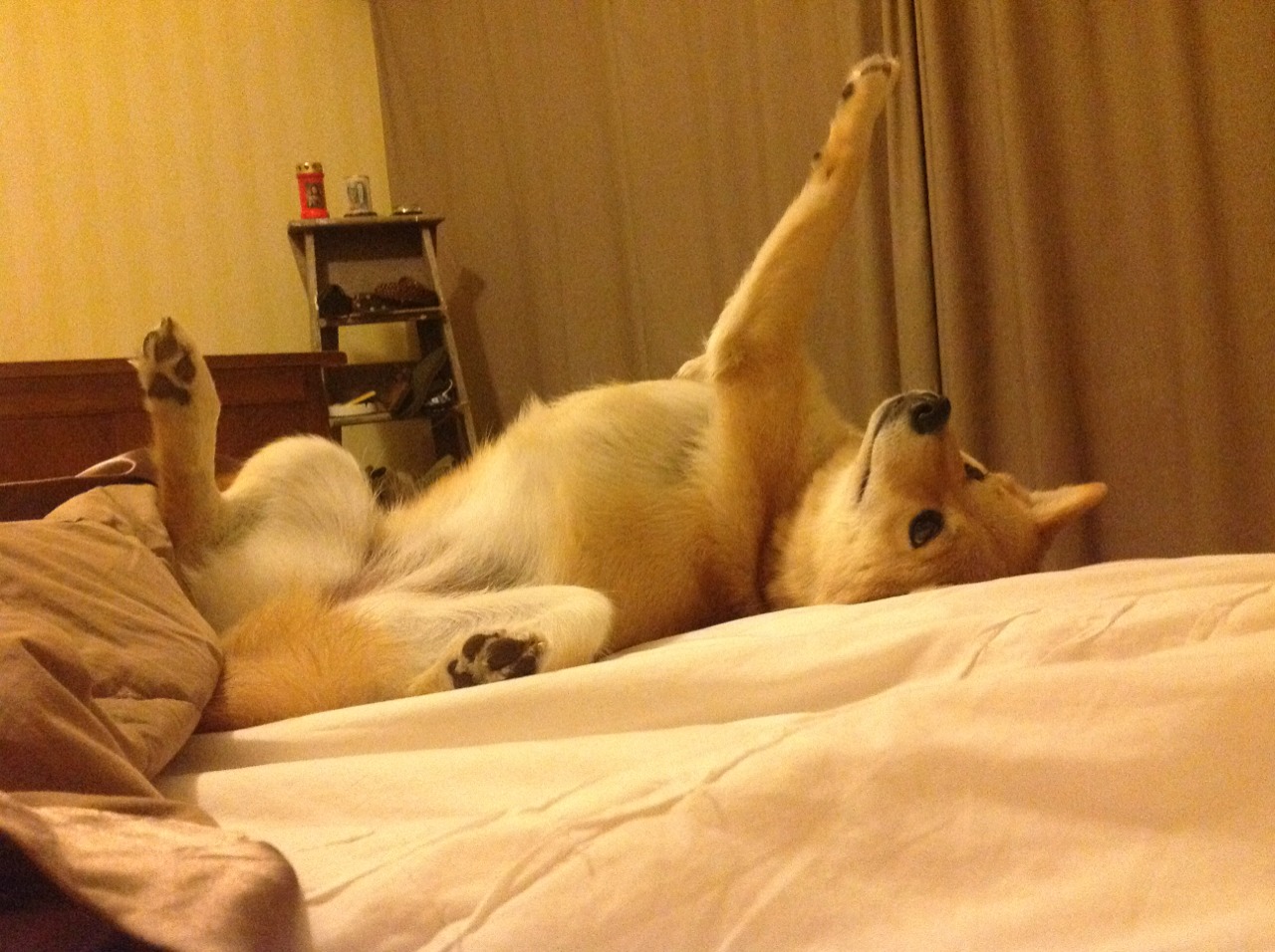 国王新秀发布训练日志记录成长每一步，新国王游戏视频